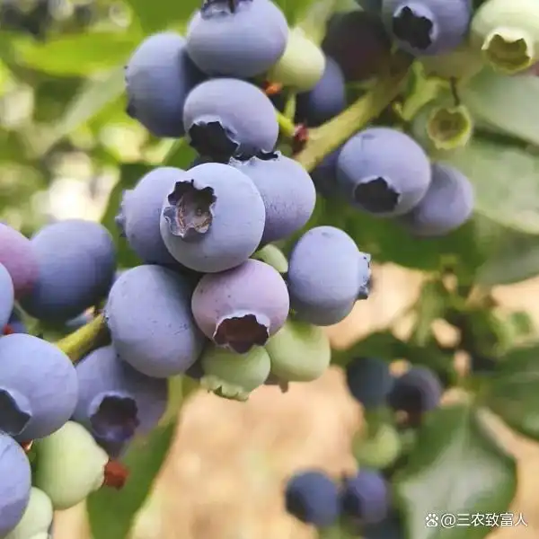 蓝莓种植技术有哪些