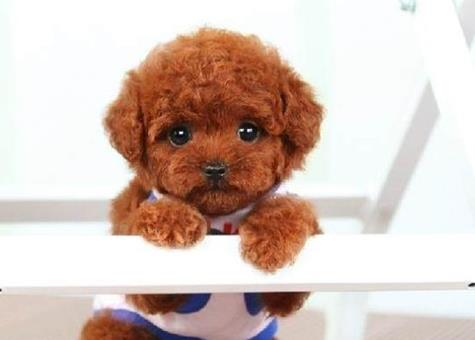 The knowledge of dog breeding