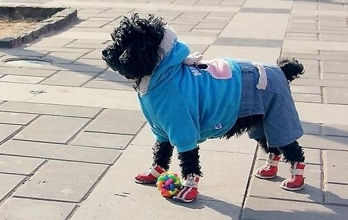 The knowledge of dog breeding