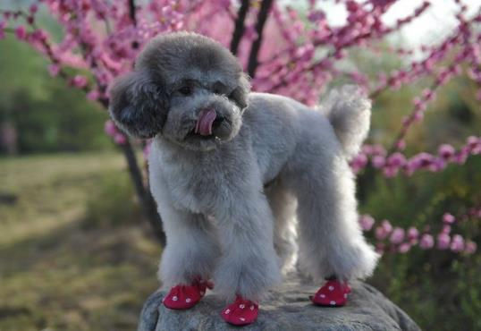 The knowledge of dog breeding