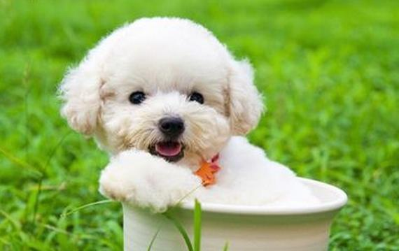 The knowledge of dog breeding