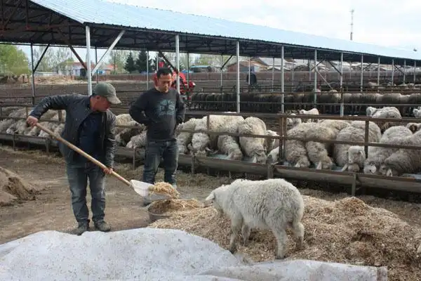 Changes in lamb prices