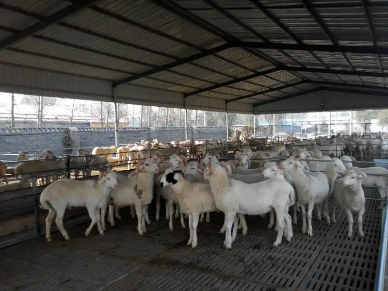 Changes in lamb prices