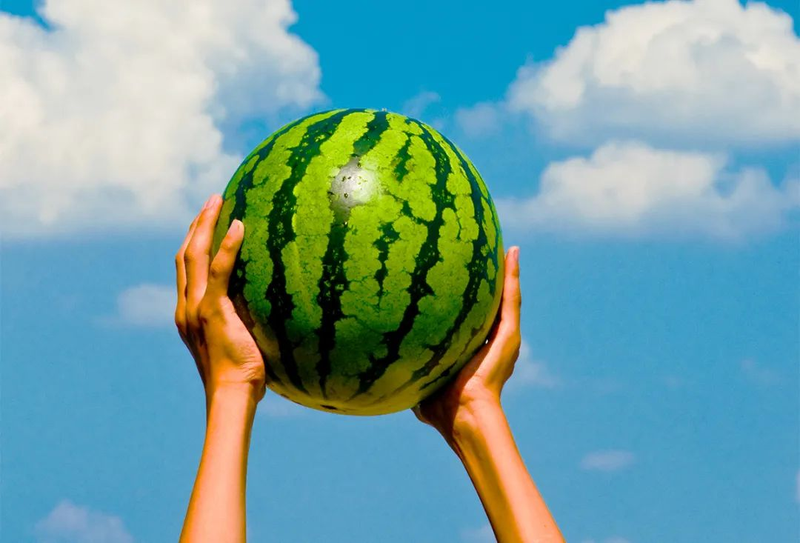 Zhejiang 842 watermelon cultivation techniques