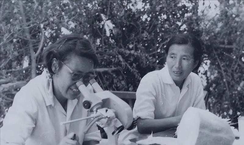 Zhejiang 842 watermelon cultivation techniques