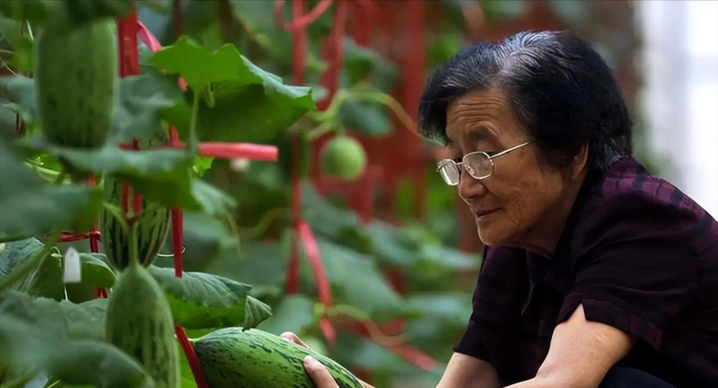 Zhejiang 842 watermelon cultivation techniques