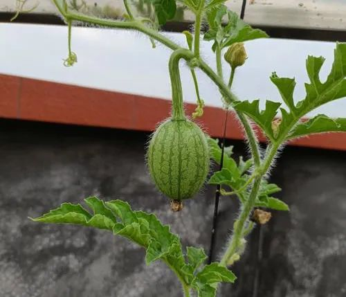 Zhejiang 842 watermelon cultivation techniques