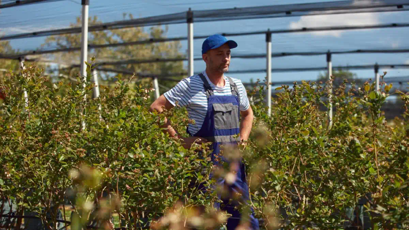 What are the techniques for blueberries