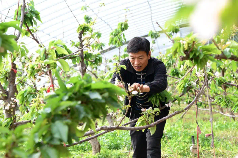 What are the techniques for blueberries