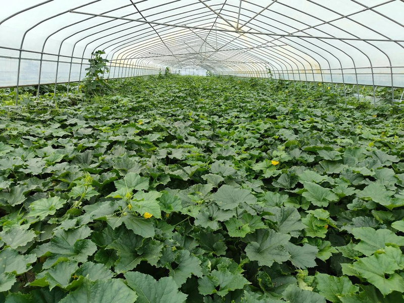 Cultivation techniques