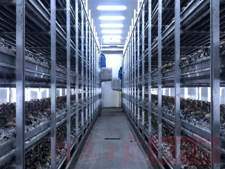 蘑菇怎么种植方法