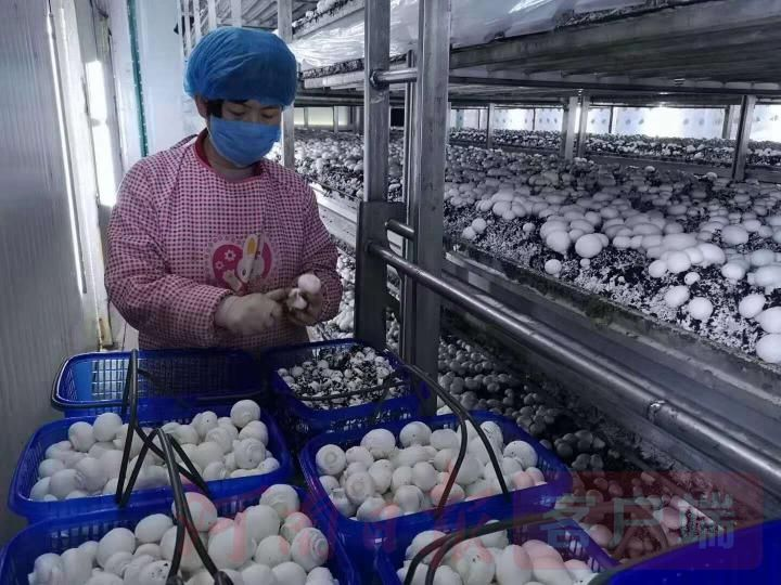 蘑菇怎么种植方法