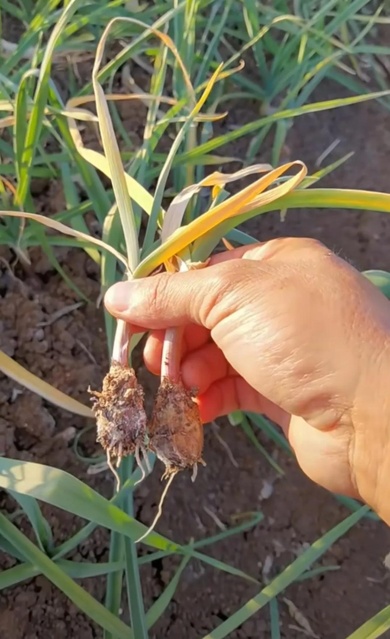 在北京什么时间种大蒜种植技术
