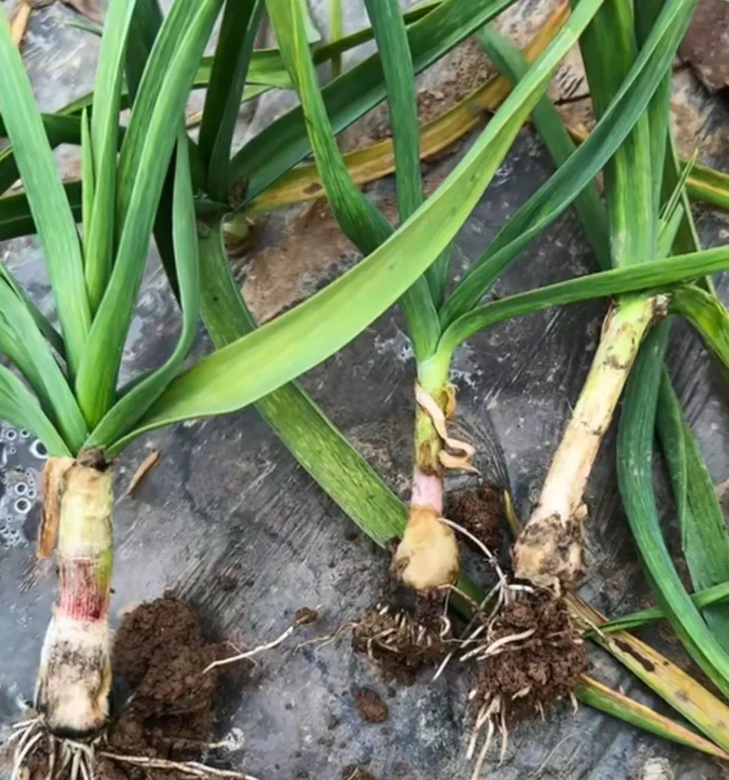 在北京什么时间种大蒜种植技术