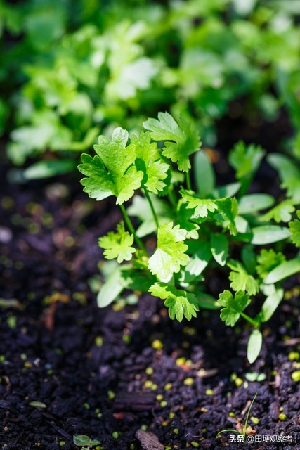 香菜种植方法图片大全