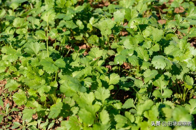 香菜种植方法图片大全