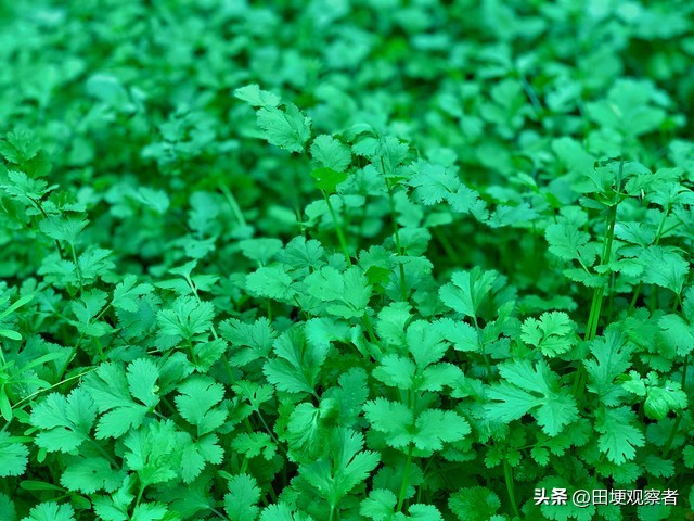 香菜种植方法图片大全