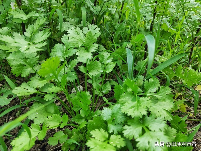 香菜种植方法图片大全