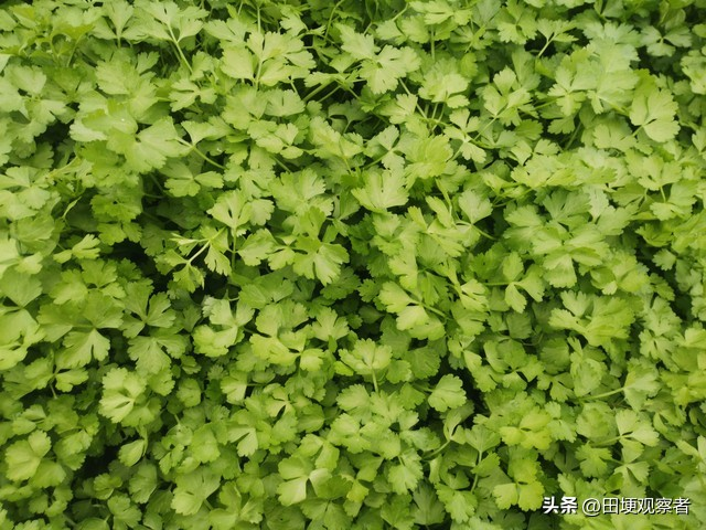 香菜种植方法图片大全