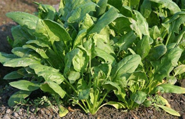 香菜种植方法图片大全