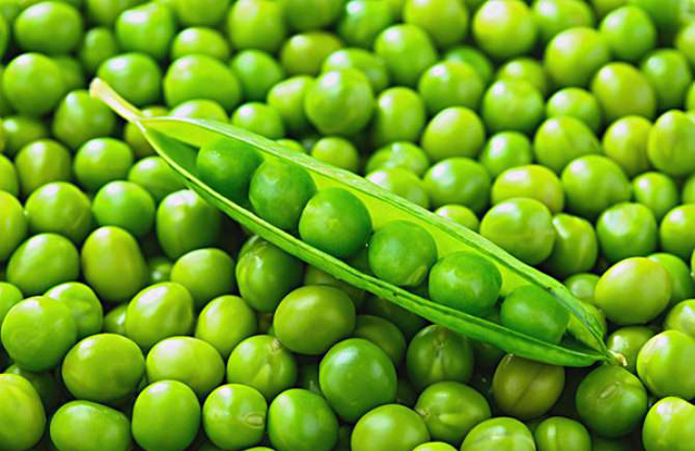 香菜种植方法图片大全