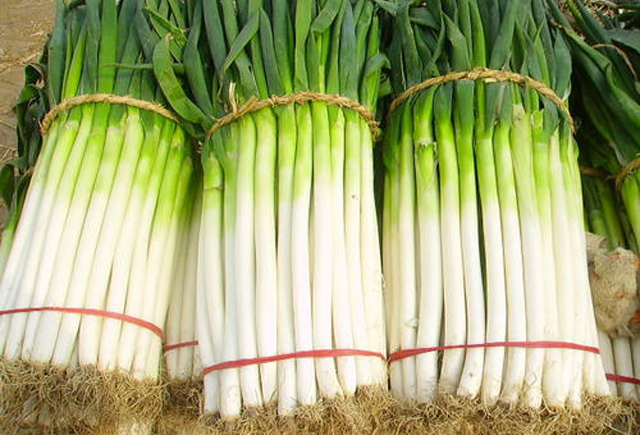 香菜种植方法图片大全