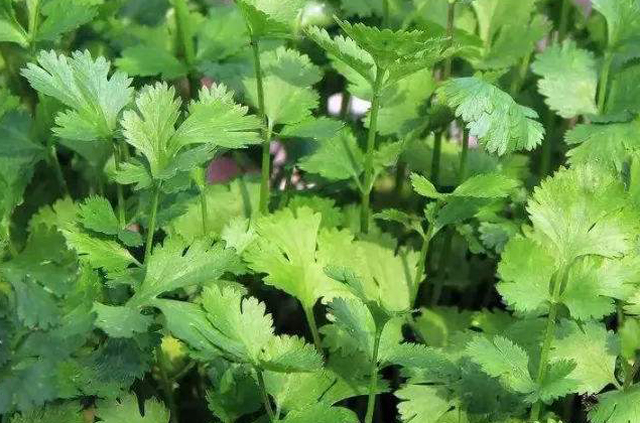 香菜种植方法图片大全