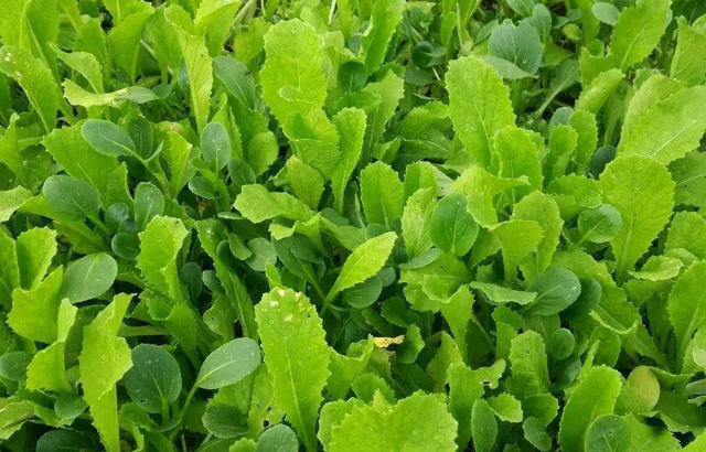 香菜种植方法图片大全