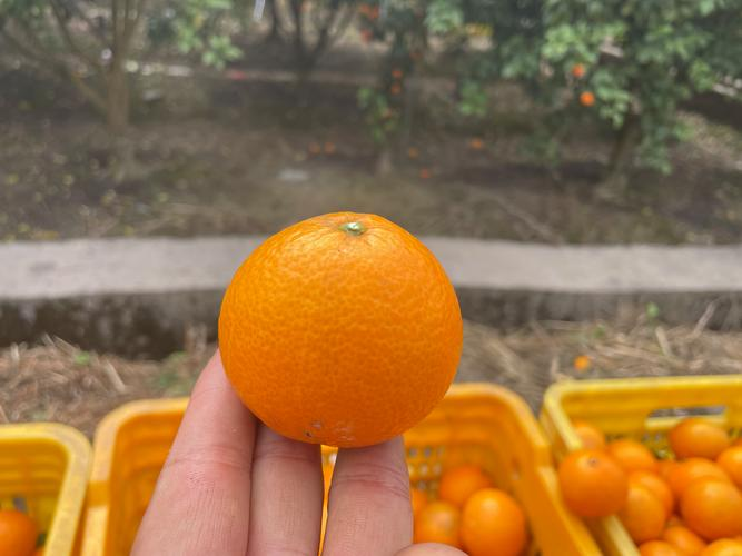 黄帝柑种植技术