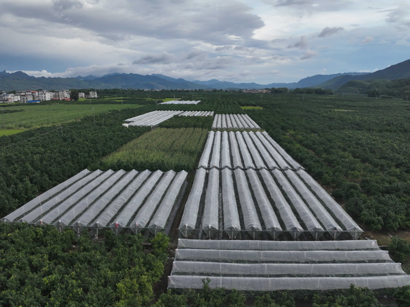 Two seasons of grape cultivation