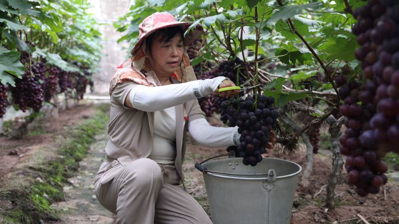 Two seasons of grape cultivation