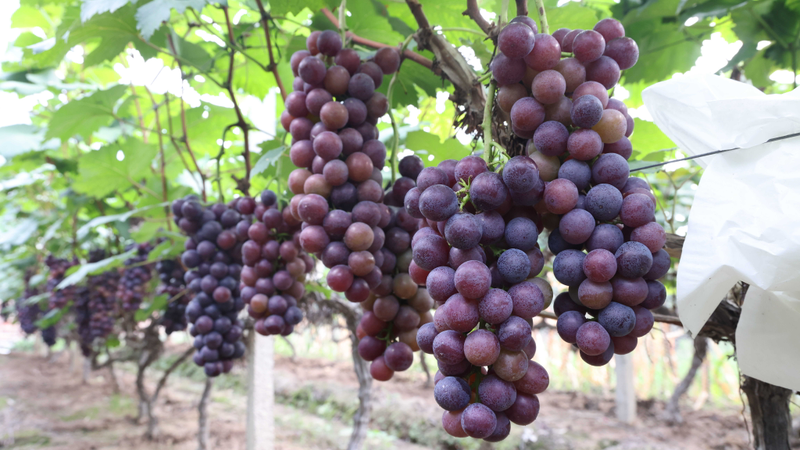 Two seasons of grape cultivation