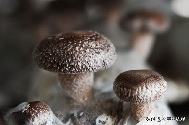 蘑菇怎么种植方法