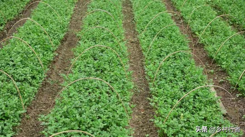 Pictures of the methods used to grow the cuisine