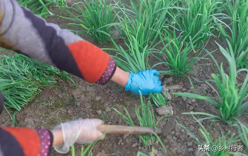 Pictures of the methods used to grow the cuisine