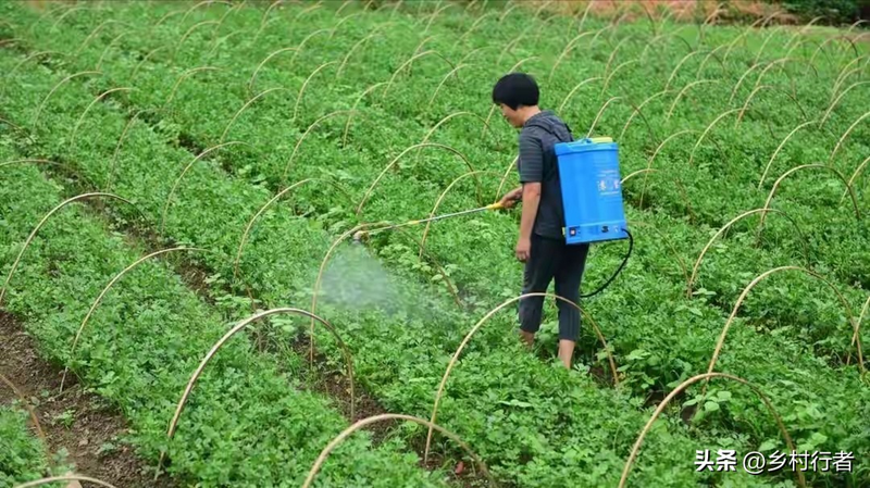 Pictures of the methods used to grow the cuisine