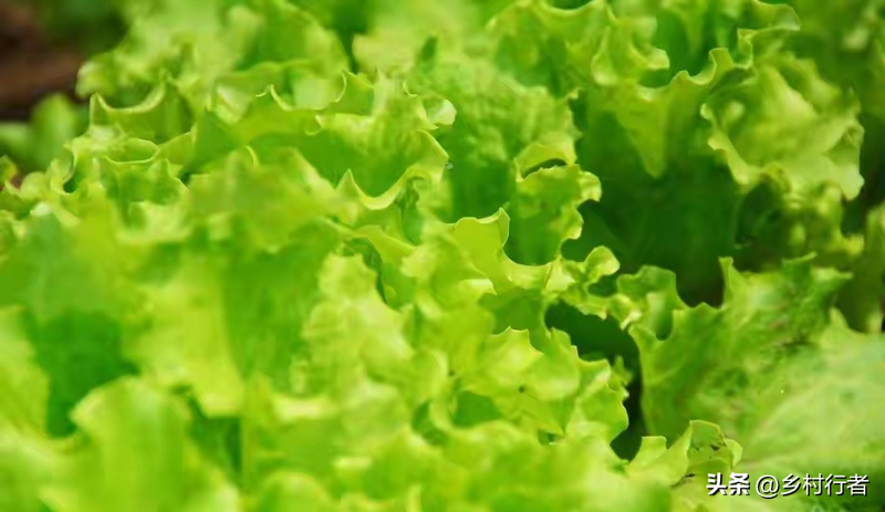 Pictures of the methods used to grow the cuisine