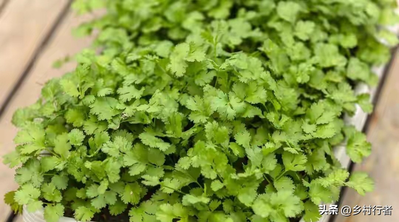 Pictures of the methods used to grow the cuisine