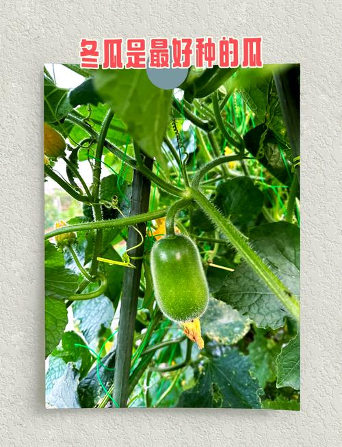 Cultivation techniques