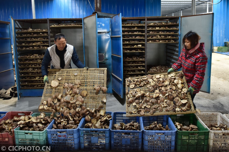 蘑菇怎么种植方法
