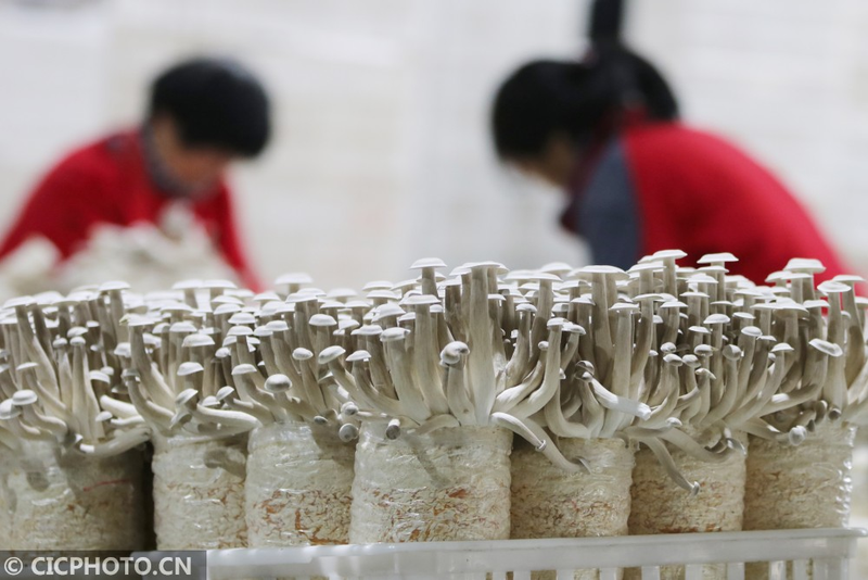 蘑菇怎么种植方法