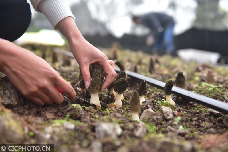 蘑菇怎么种植方法