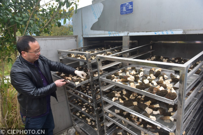 蘑菇怎么种植方法