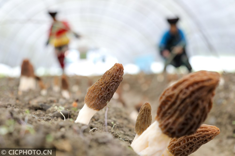 蘑菇怎么种植方法