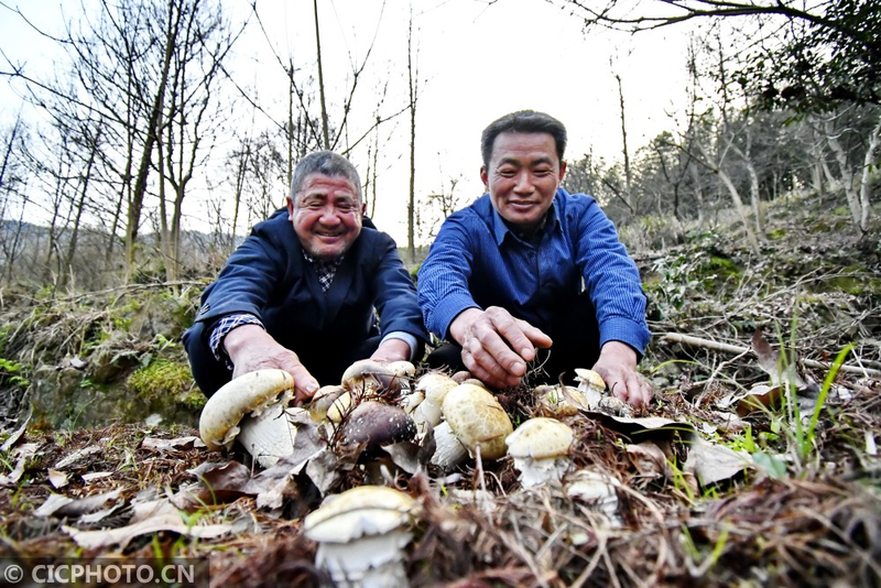 蘑菇怎么种植方法