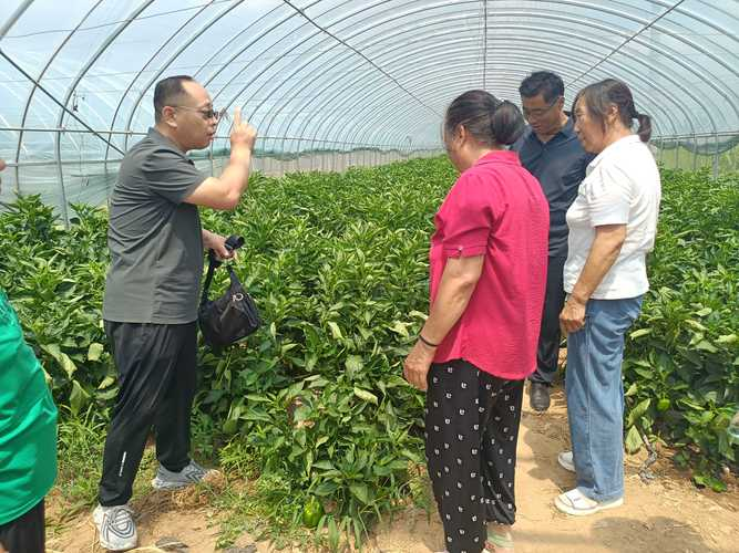 冬瓜的种植技术