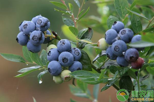 What are the techniques for blueberries