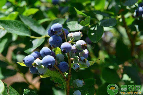 What are the techniques for blueberries
