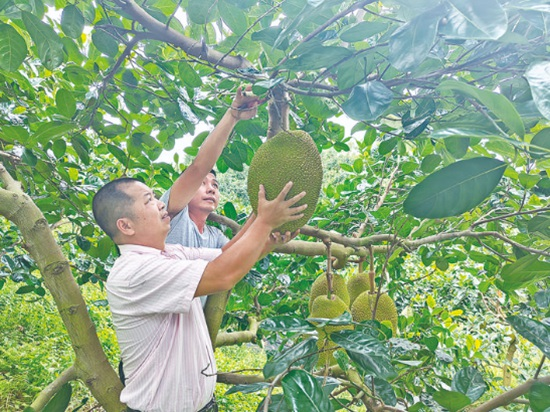 木菠萝种植技术