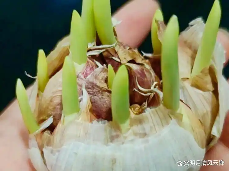 Northeast spring garlic growing technology